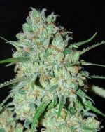 Afghan Seeds (Fem)~ (100 Pieces)