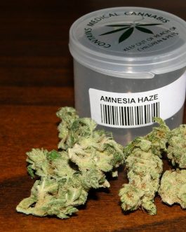 Amnesia Haze (Sativa)