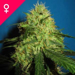 Big Bud Feminized Seeds (100 Pieces)