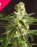Amnesia Feminized Seeds(100 pieces)