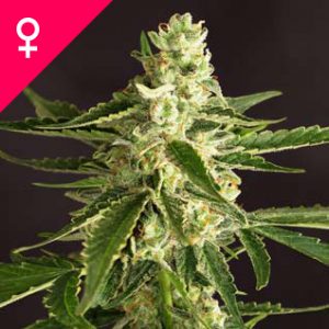 Amnesia Feminized Seeds(100 pieces)