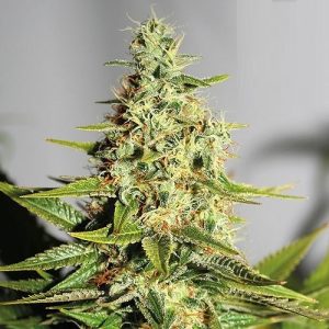 Blue Dream Feminized Seeds ~ (100 Pieces)