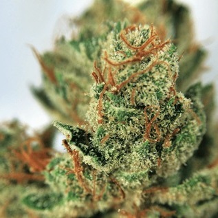 Deadhead OG
