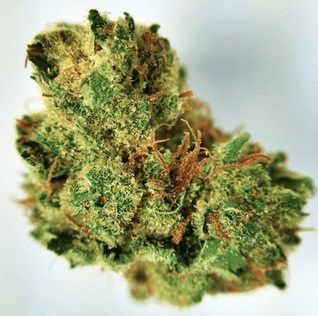 Gelato Strain (THC 20%)