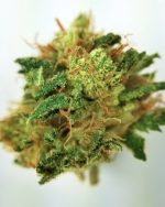 Skywalker OG