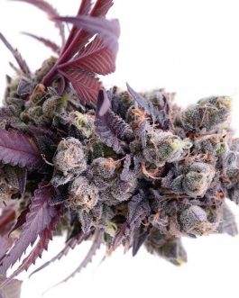 Gelato strains 41