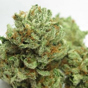 Master kush
