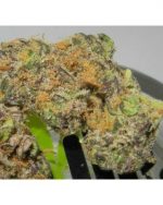 Purple Urkle (THC: 15%)
