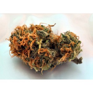 Querkle Kush (THC 28%)