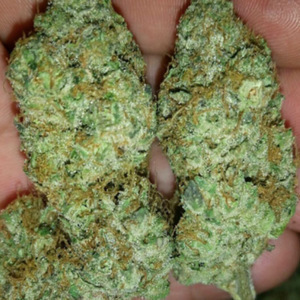 BUY HIGH GRADE MARIJUANA 100gs for $250