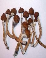 30G Dry A++ Psilocybe Cubensis Mushrooms