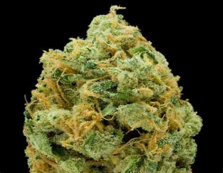 Royal Runtz 10g INDOOR BEST QUALITY !!!!!
