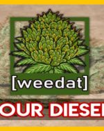 10g SOUR DIESEL homegrown Weed Cannabis Marihuana Buds