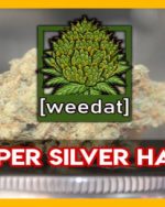 10g Super Silver Haze homegrown Weed Cannabis Marihuana Buds