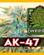 10g AK 47 homegrown Weed Cannabis Marihuana Buds
