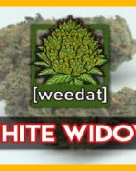 10g WHITE WIDOW homegrown Weed Cannabis Marihuana Buds