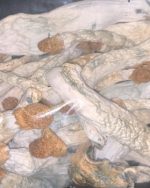PENIS ENVY MAGIC MUSHROOMS Priority Shipping (3-5 business days) USA DOMESTIC