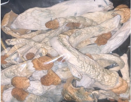 PENIS ENVY MAGIC MUSHROOMS Priority Shipping (3-5 business days) USA DOMESTIC