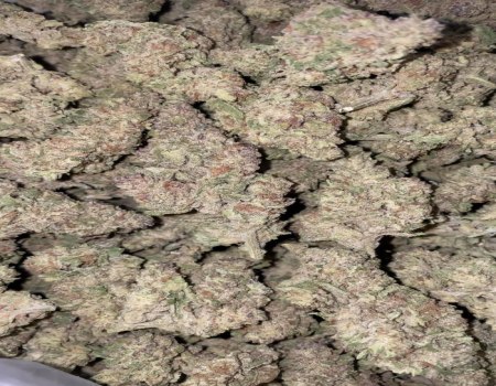 Pink Champagne - Indoor (125/OZ - 1975/LB)