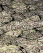 Caicos - Indoor (145/OZ - 2250/LB)