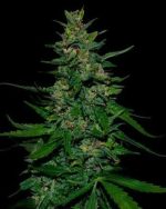 80x TIMANFAYA AUTO: A SPANISH SATIVA AUTOFLOWER