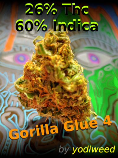 Gorilla glue by yodiweed, strong weed, fast delivery from France