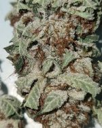 Runtz Muffin Bud 3.5g