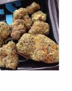 Bio GELATO 33 Spain-Cali Indoor AAA+