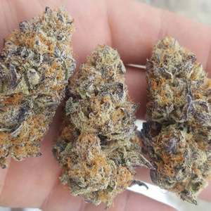 Gelato Strain Best Quality