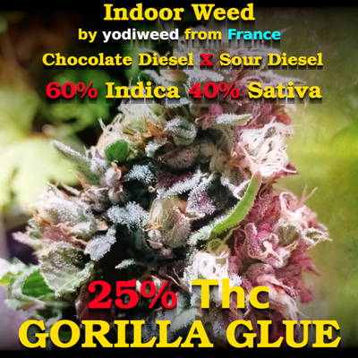 Gorilla glue by yodiweed, strong weed, fast delivery from France