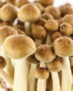 112 g GOLDEN TEACHERS MAGIC MUSHROOMS