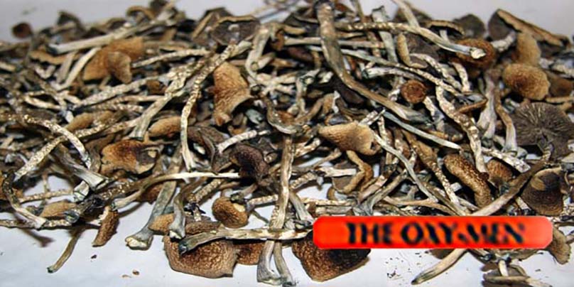 Magic Mushrooms Psilocybe Cubensis Very POTENT (3.5G)