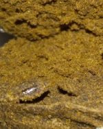 25g SHARK HASH 160$