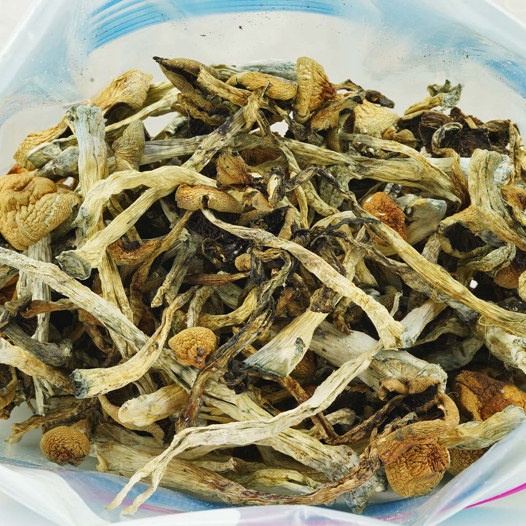 Shrooms – Daddy Long Legs