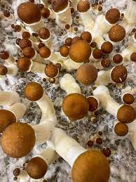 Golden Teachers Magic Mushrooms