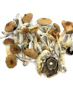 Blue Meanie Magic Mushrooms