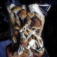 INTRODUCTORY OFFER" 56G GOLDEN TEACHERS MAGIC MUSHROOMS