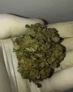 AMNESIA 7G - ozbabe