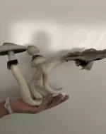 14G MAGIC MUSHROOMS- AVERY ALBINO'S AA+- powdered