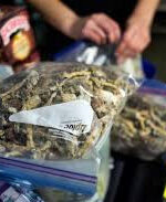 3.5g Golden Teachers Mushrooms HIGHLY POTENT AND S