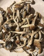 Golden Teacher Mushrooms